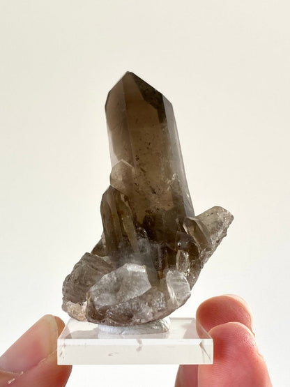 2.34" Smoky Quartz crystal from Brazil - FossilsAndMore