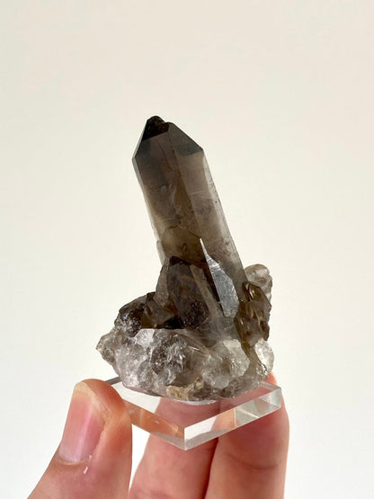 2.34" Smoky Quartz crystal from Brazil - FossilsAndMore