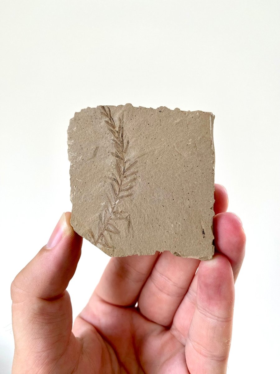 2.37" Metasequoia Dawn Redwood plant leaf fossil - FossilsAndMore