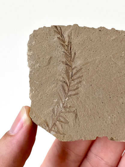 2.37" Metasequoia Dawn Redwood plant leaf fossil - FossilsAndMore