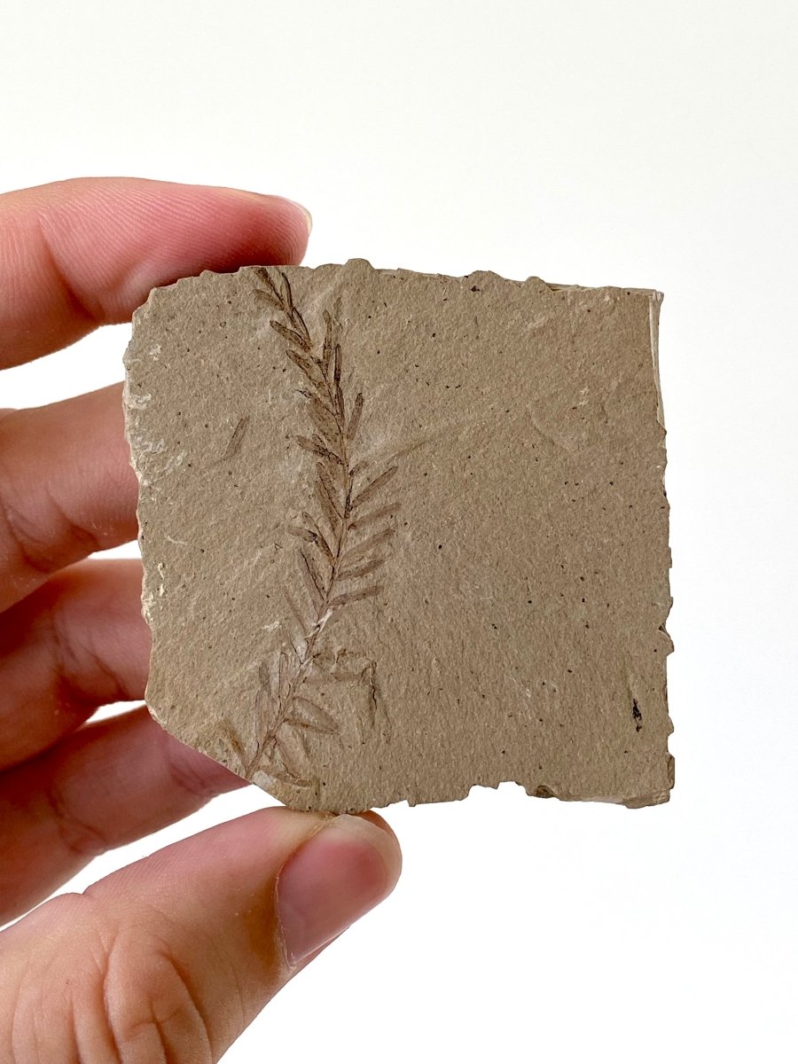 2.37" Metasequoia Dawn Redwood plant leaf fossil - FossilsAndMore