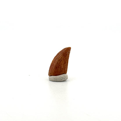Abelisaurid fossil dinosaur tooth from Kem Kem, Morocco (0.58")