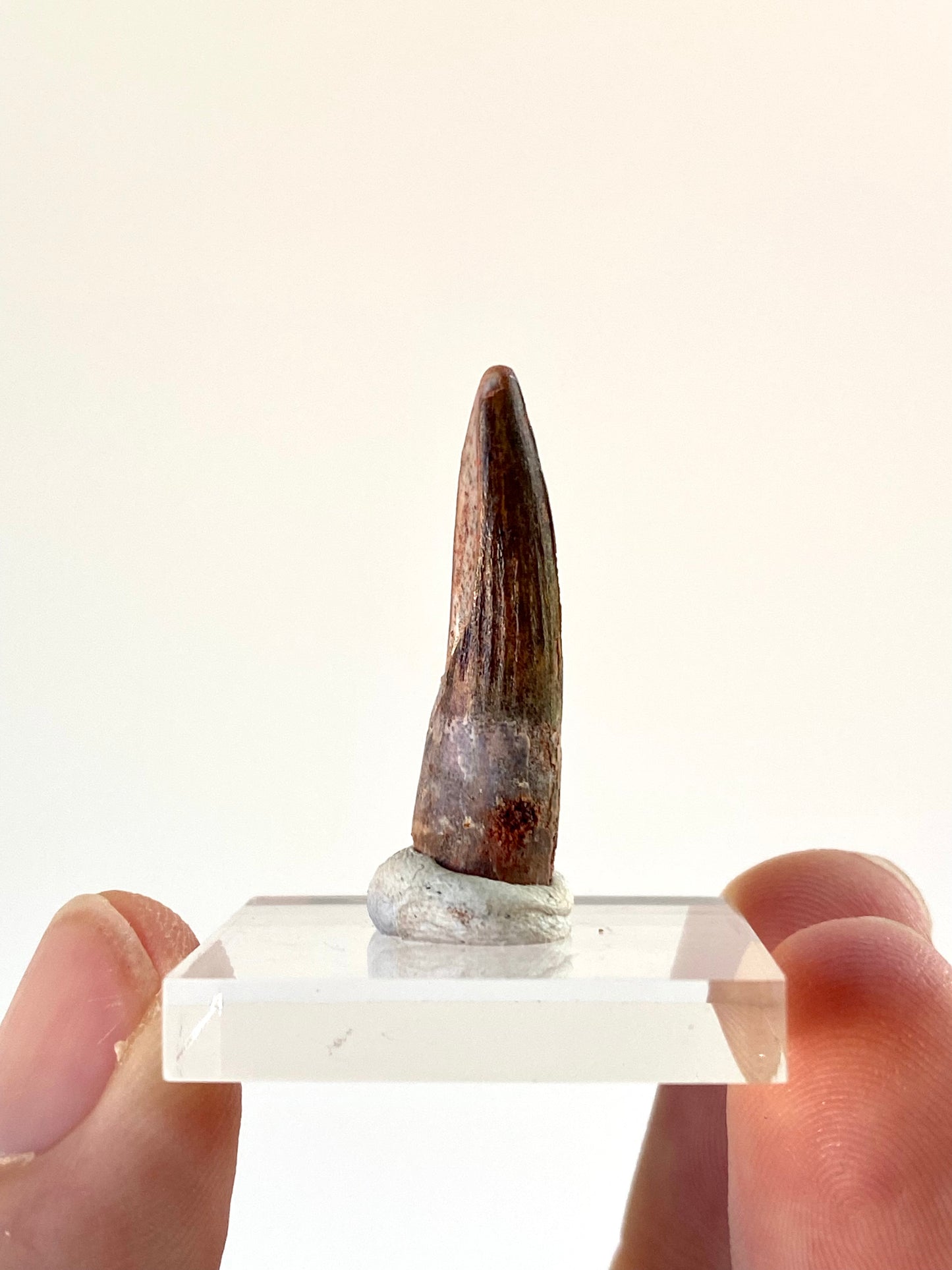 Suchomimus fossil dinosaur tooth (2.8cm)