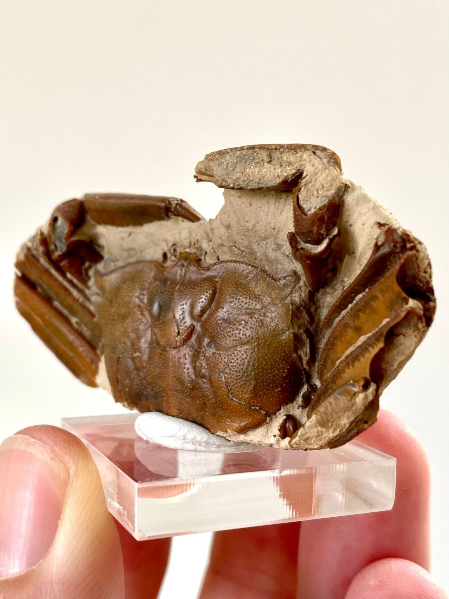 2.42" Fine Crab fossil from China (Macrophthalmus sp) - FossilsAndMore