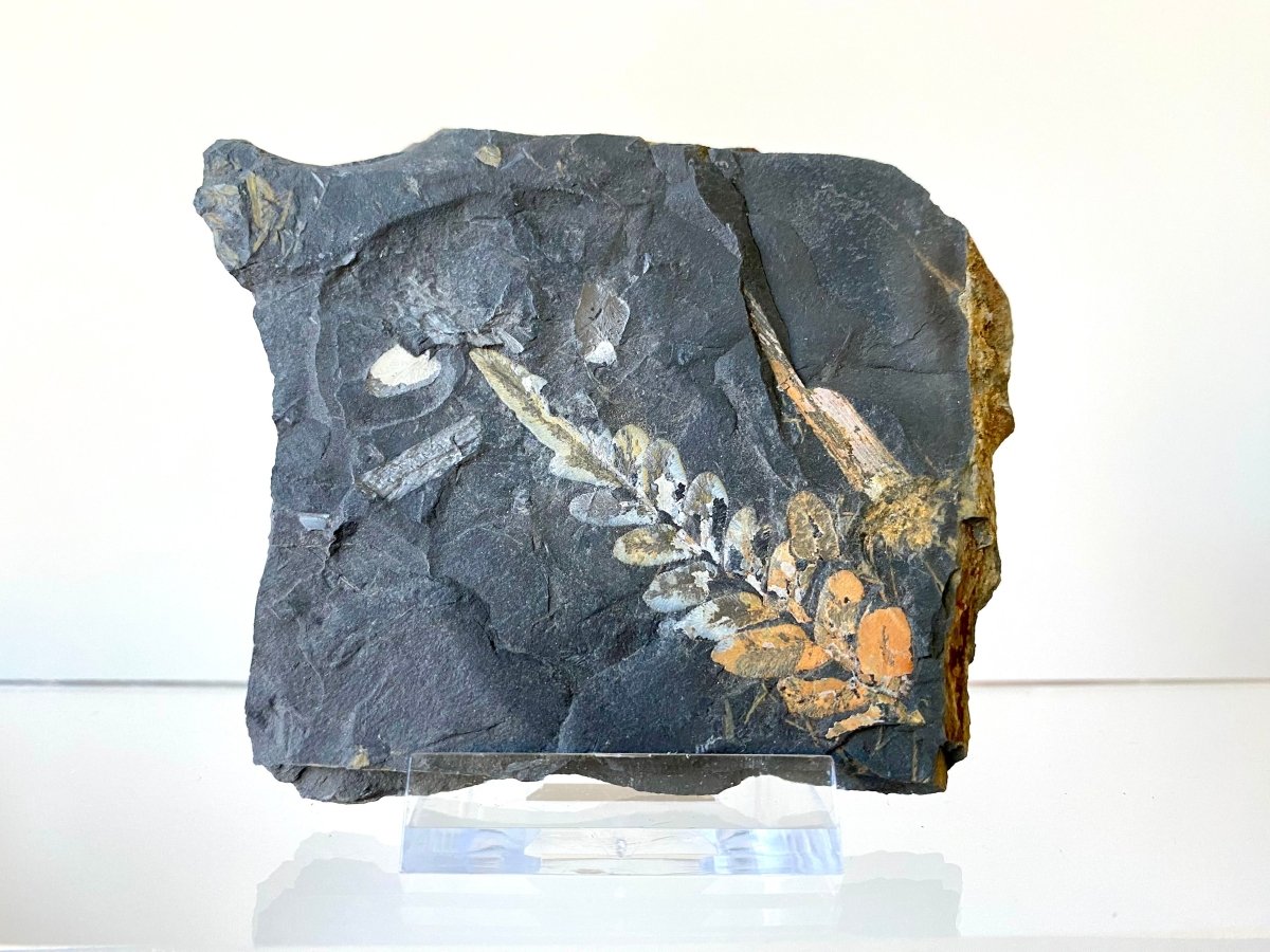 2.42" Neuropteris species plant fossil matrix, fossil fern (Carboniferous fossil) - FossilsAndMore