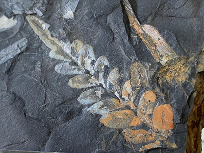 2.42" Neuropteris species plant fossil matrix, fossil fern (Carboniferous fossil) - FossilsAndMore