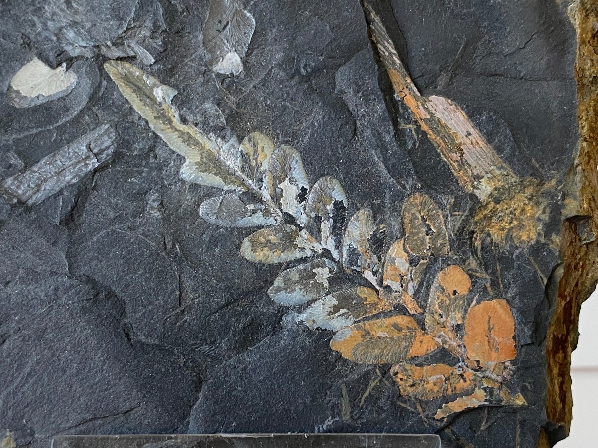 2.42" Neuropteris species plant fossil matrix, fossil fern (Carboniferous fossil) - FossilsAndMore