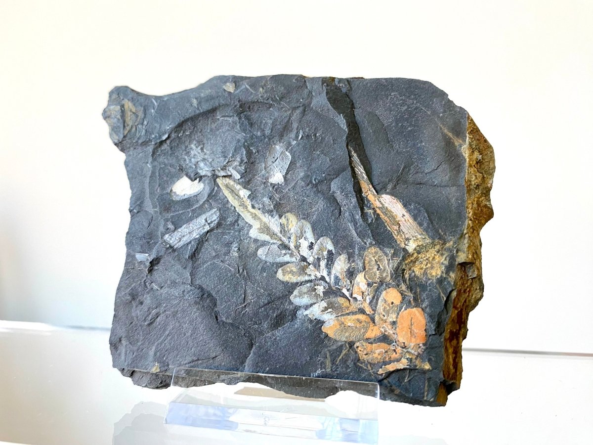 2.42" Neuropteris species plant fossil matrix, fossil fern (Carboniferous fossil) - FossilsAndMore