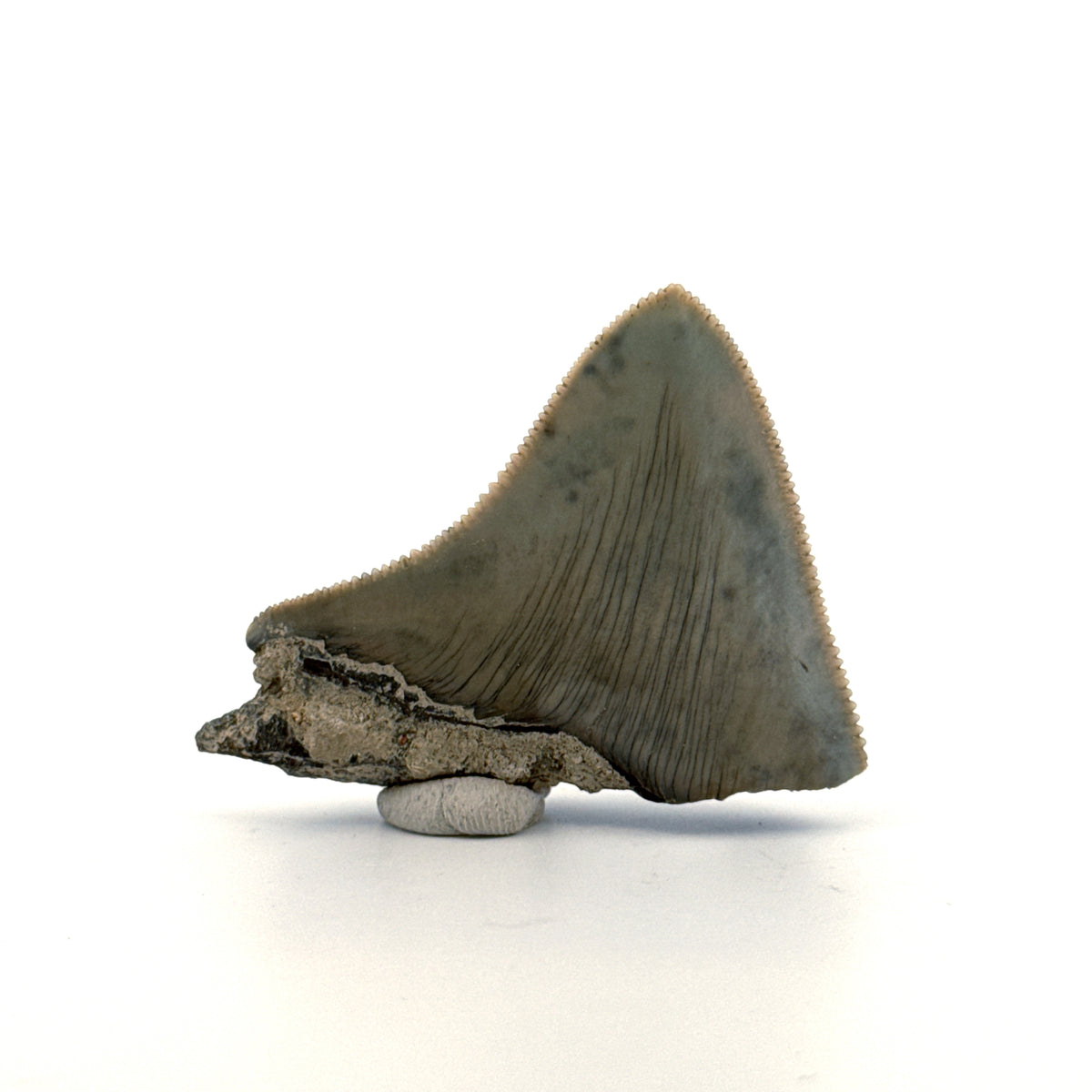 Megalodon Tooth Fragment from Indonesia | 2.08"