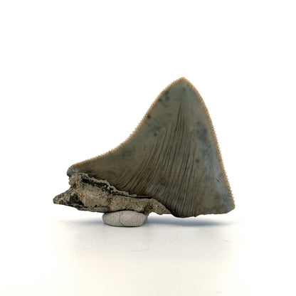 Megalodon Tooth Fragment from Indonesia | 2.08"