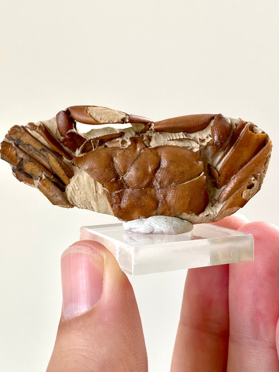 2.45" Fine Crab fossil from China (Macrophthalmus sp) - FossilsAndMore