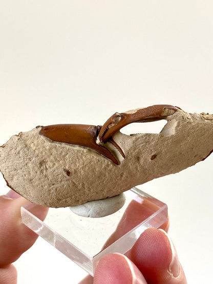 2.45" Fine Crab fossil from China (Macrophthalmus sp) - FossilsAndMore