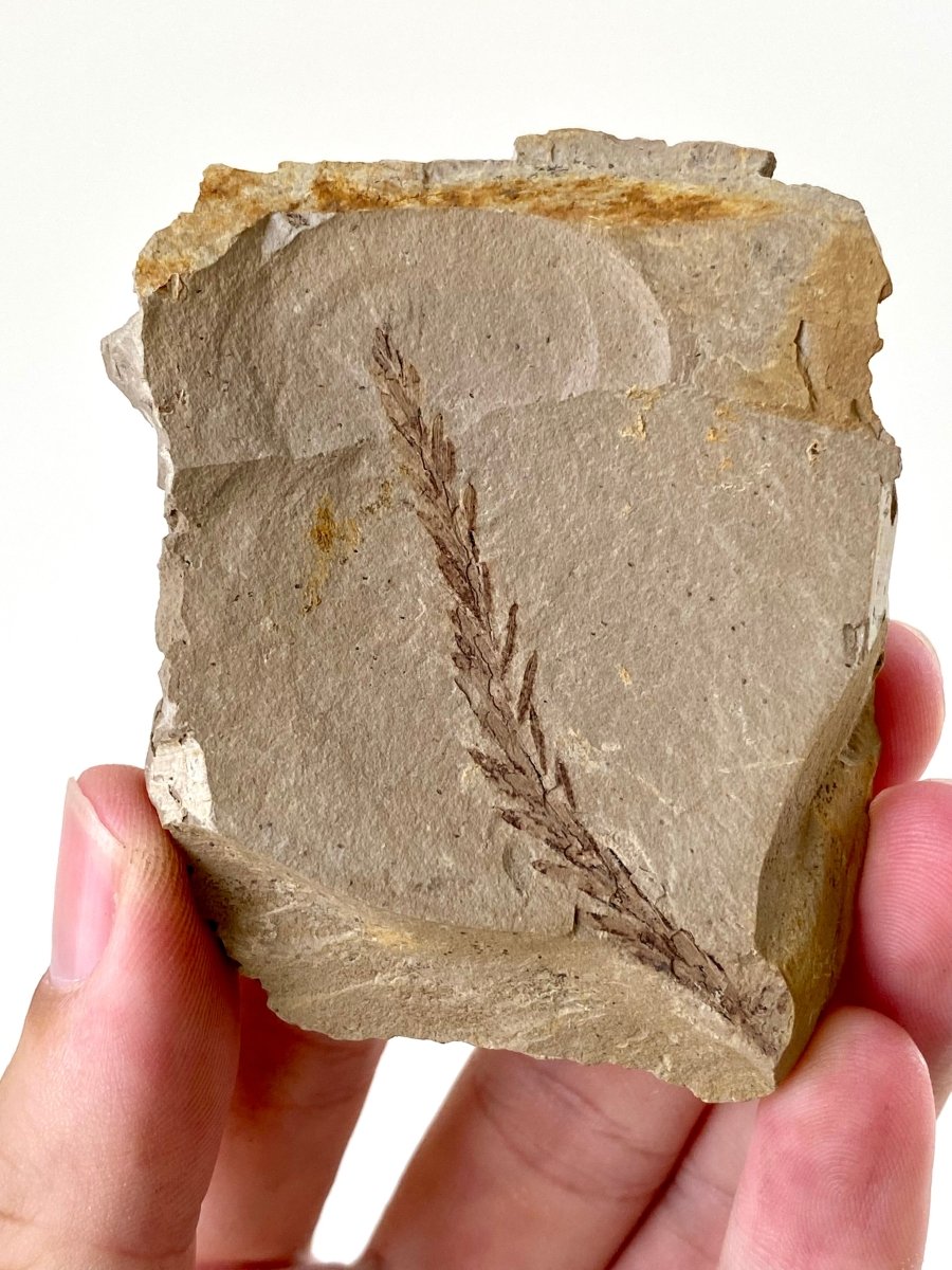 2.46" Metasequoia Dawn Redwood plant leaf fossil - FossilsAndMore