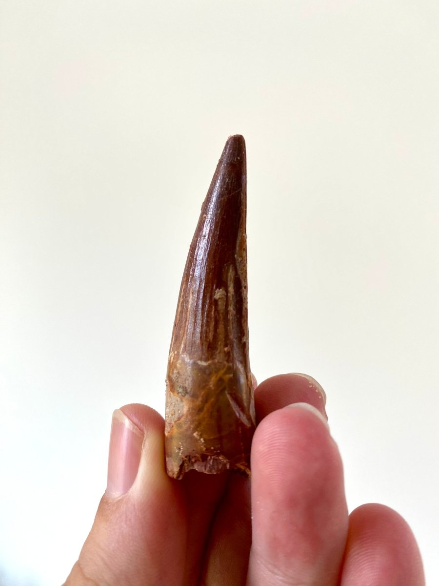 2.46" Spinosaurus fossil dinosaur tooth - FossilsAndMore