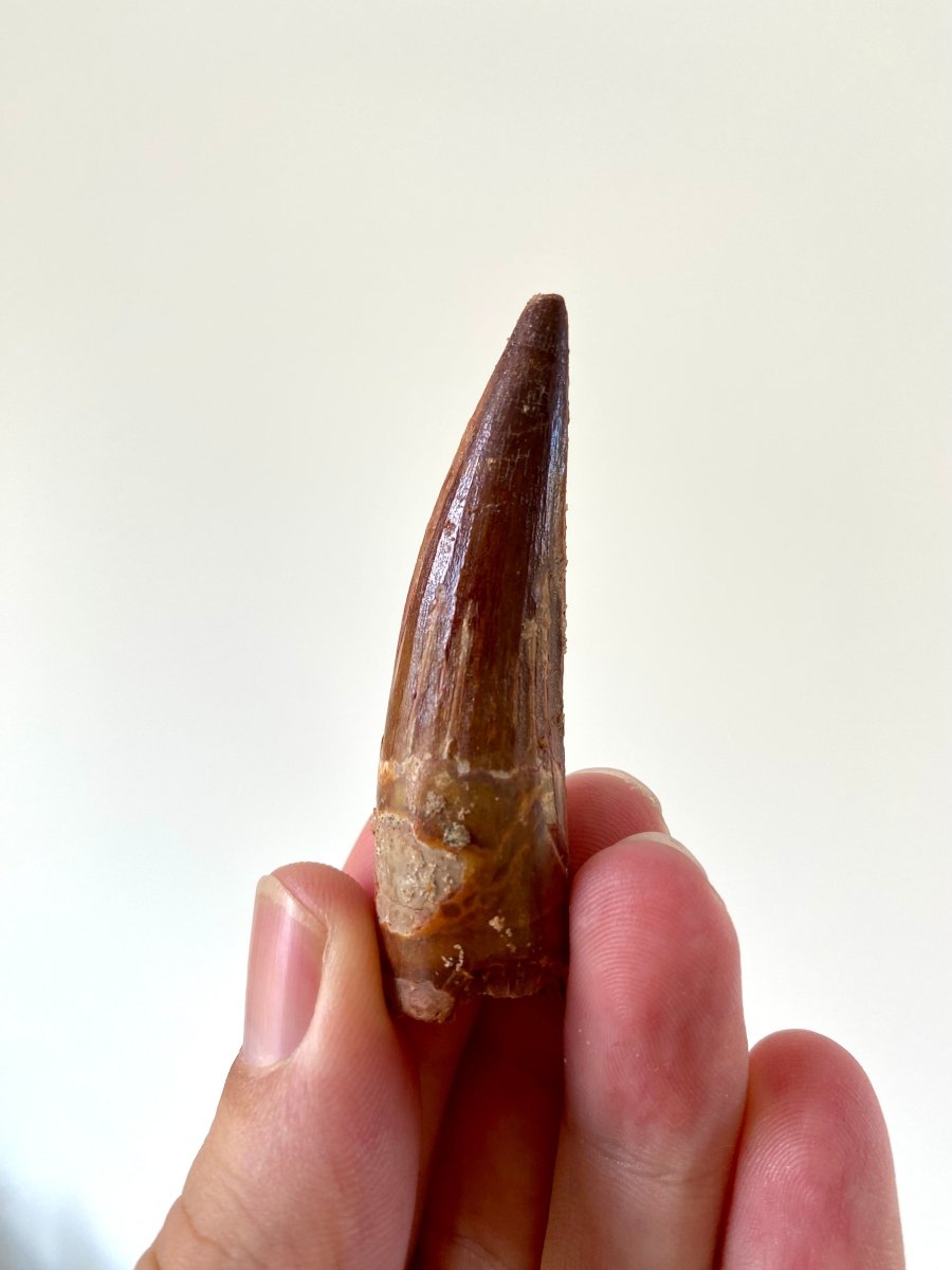 2.46" Spinosaurus fossil dinosaur tooth - FossilsAndMore