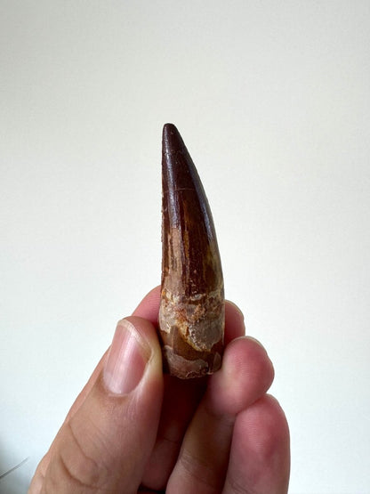 2.46" Spinosaurus fossil dinosaur tooth - FossilsAndMore