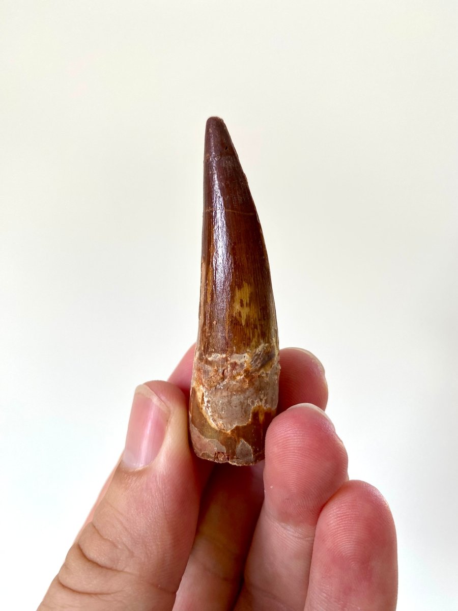 2.46" Spinosaurus fossil dinosaur tooth - FossilsAndMore