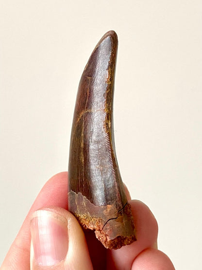 2.47" Carcharodontosaurus fossil tooth, Dinosaur tooth - FossilsAndMore