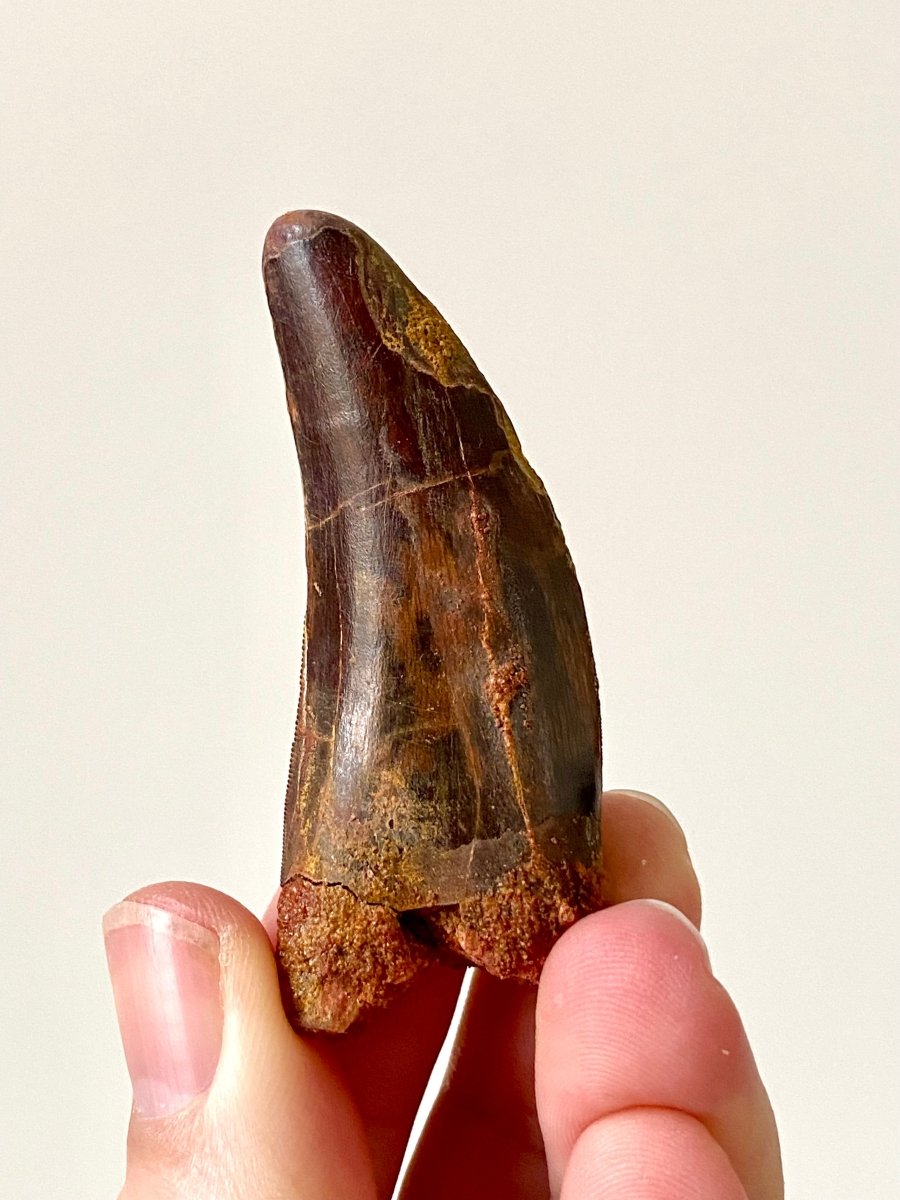 2.47" Carcharodontosaurus fossil tooth, Dinosaur tooth - FossilsAndMore