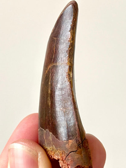 2.47" Carcharodontosaurus fossil tooth, Dinosaur tooth - FossilsAndMore