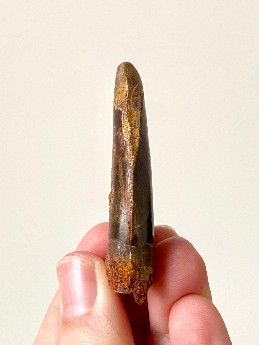 2.47" Carcharodontosaurus fossil tooth, Dinosaur tooth - FossilsAndMore