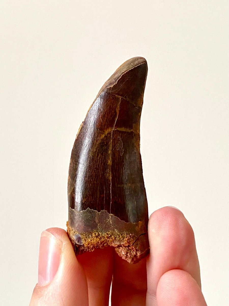 2.47" Carcharodontosaurus fossil tooth, Dinosaur tooth - FossilsAndMore