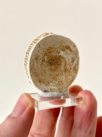 Otodus obliquus fossil vertebra