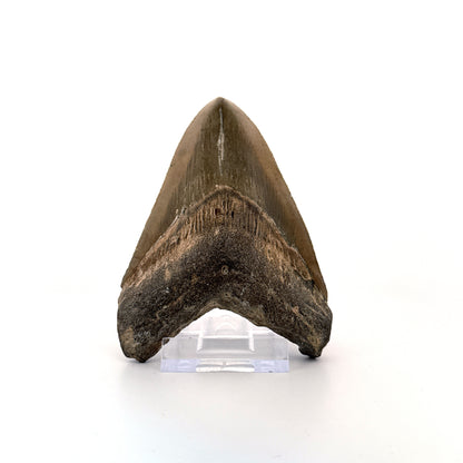 Megalodon tooth fossil (4.10") - Miocene, USA