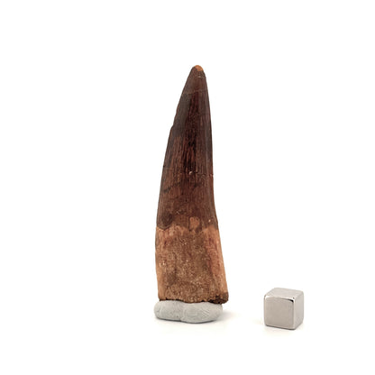 Spinosaurus Tooth Fossil (3.04") – Late Cretaceous Dinosaur tooth from Morocco