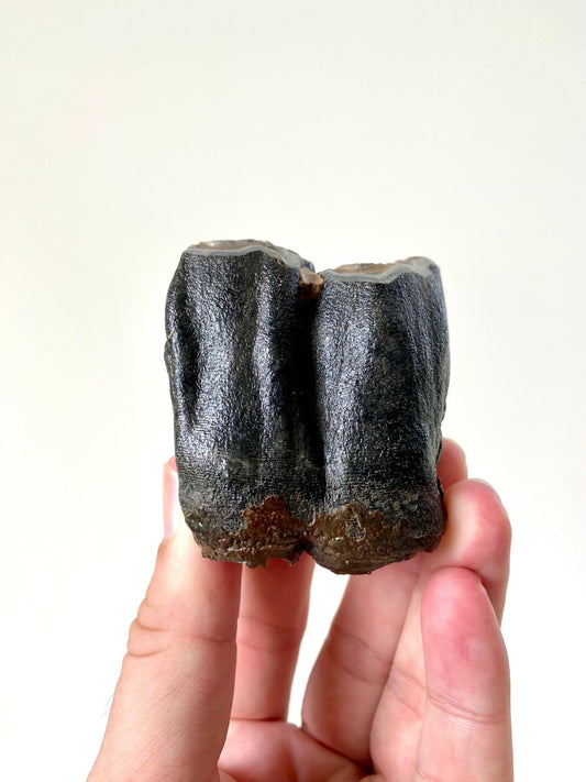 2.52" Partial Coelodonta species Molar - FossilsAndMore