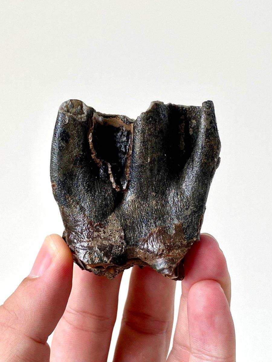 2.52" Partial Coelodonta species Molar - FossilsAndMore