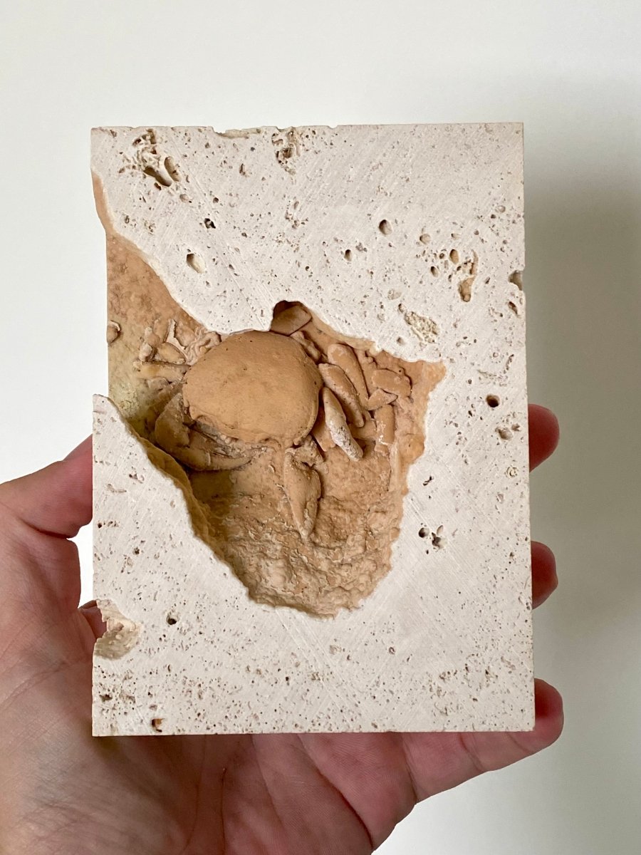 2.52" Potamon crab fossil species in travertine - FossilsAndMore