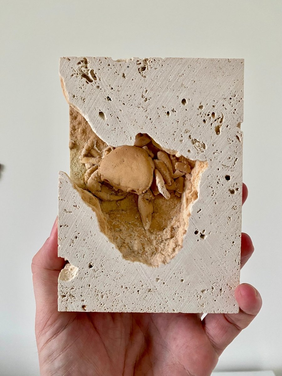 2.52" Potamon crab fossil species in travertine - FossilsAndMore