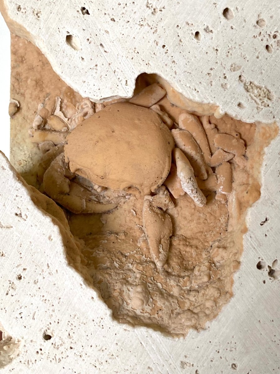 2.52" Potamon crab fossil species in travertine - FossilsAndMore