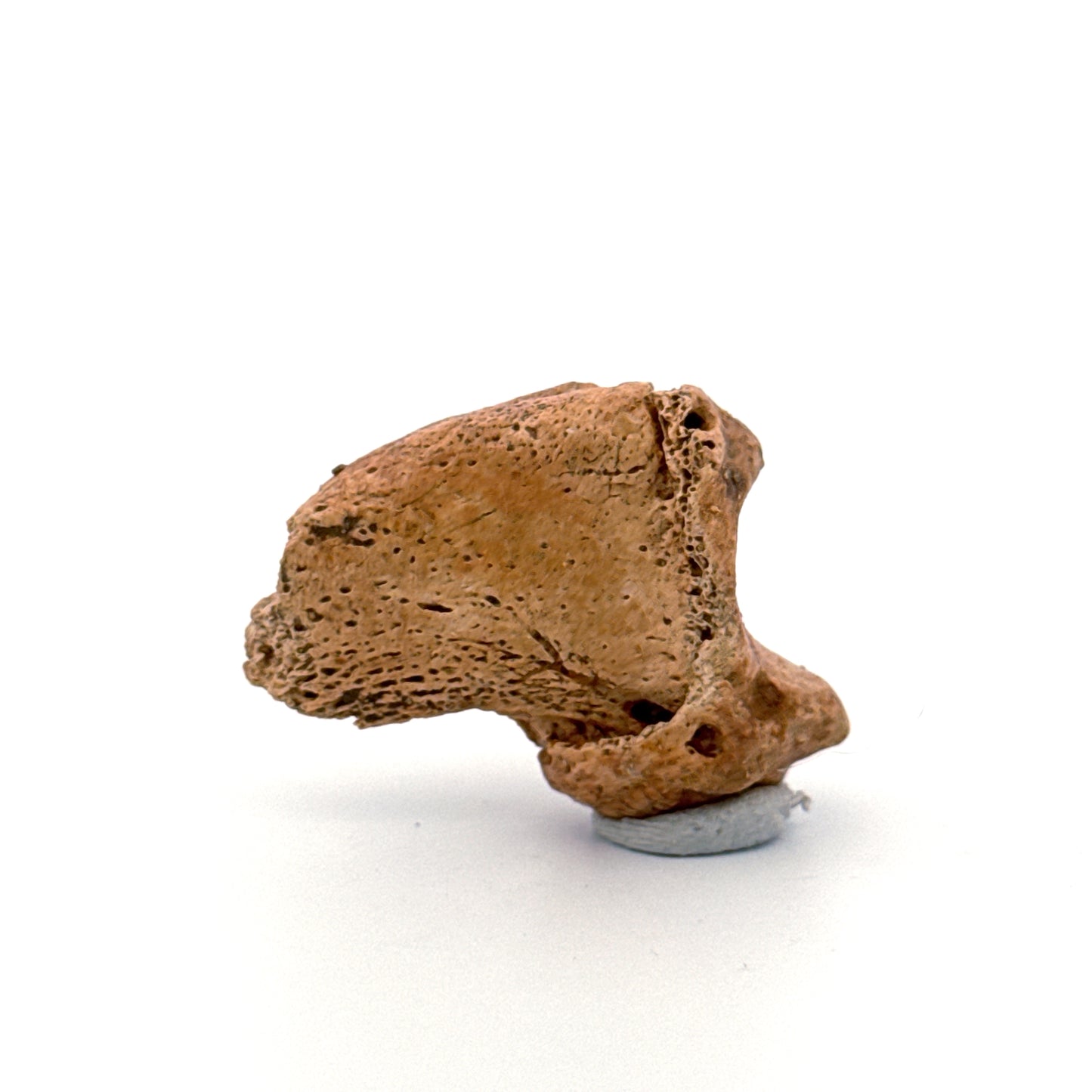 Cave Bear Claw (Ursus spelaeus), Distal phalanx Fossil (1.46") from Pleistocene, Romania