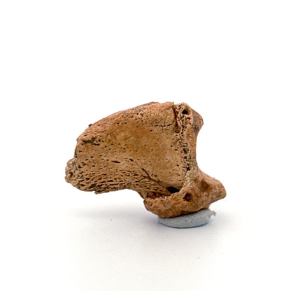 Cave Bear Claw (Ursus spelaeus), Distal phalanx Fossil (1.46") from Pleistocene, Romania
