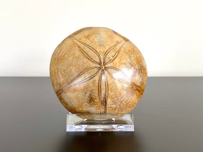 2.59" Fossil sea urchin, Pygurus Marmonti (Polished) - FossilsAndMore