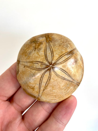 2.59" Fossil sea urchin, Pygurus Marmonti (Polished) - FossilsAndMore