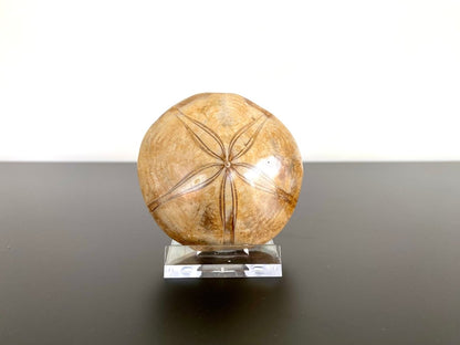 2.59" Fossil sea urchin, Pygurus Marmonti (Polished) - FossilsAndMore