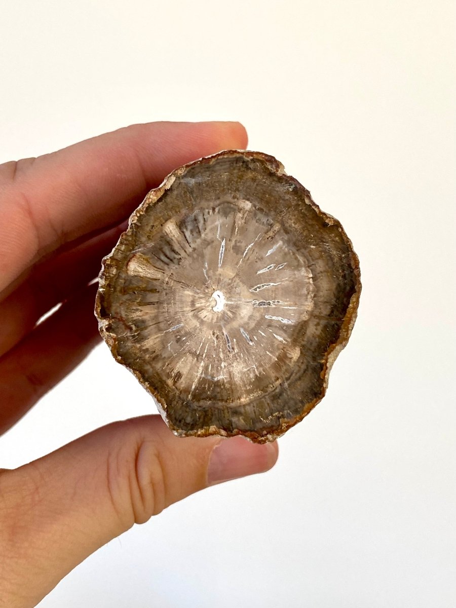 2.65" Petrified wood from Madagascar - FossilsAndMore