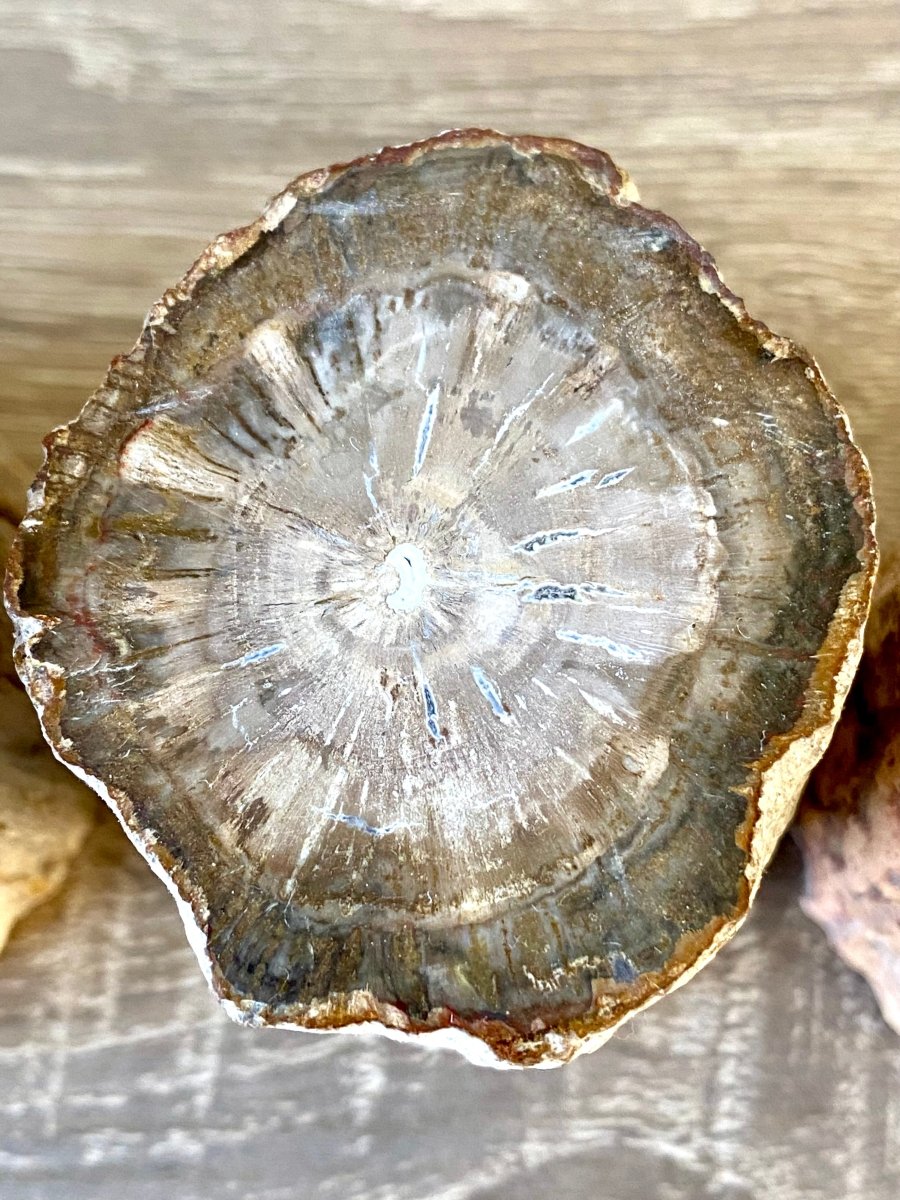 2.65" Petrified wood from Madagascar - FossilsAndMore