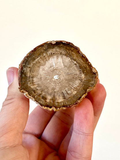 2.65" Petrified wood from Madagascar - FossilsAndMore