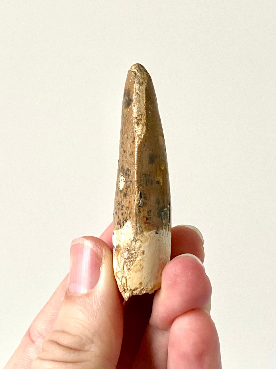 2.67" Carcharodontosaurus fossil tooth, Dinosaur tooth - FossilsAndMore