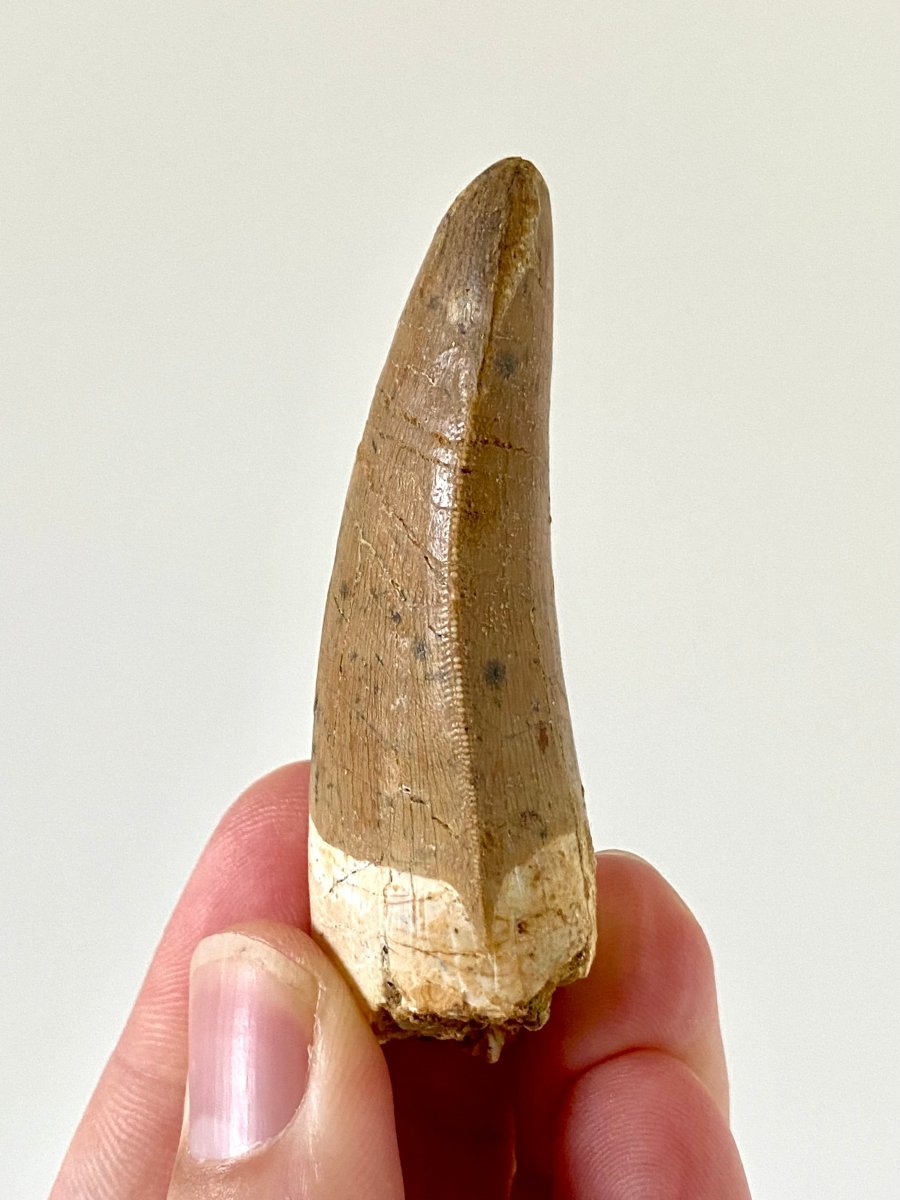 2.67" Carcharodontosaurus fossil tooth, Dinosaur tooth - FossilsAndMore