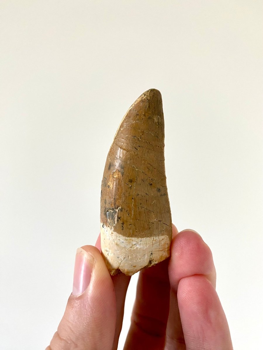 2.67" Carcharodontosaurus fossil tooth, Dinosaur tooth - FossilsAndMore