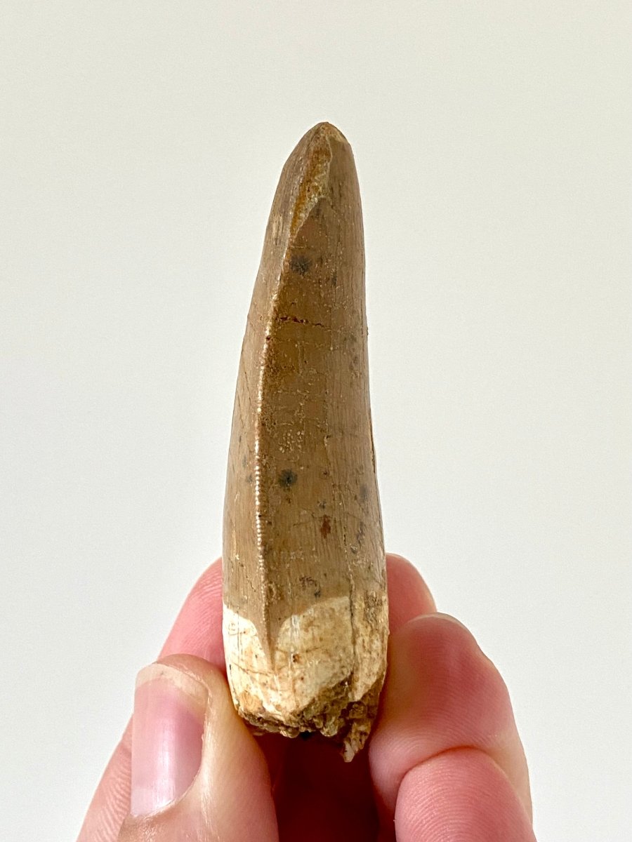 2.67" Carcharodontosaurus fossil tooth, Dinosaur tooth - FossilsAndMore