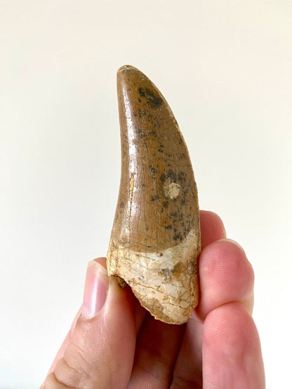 2.67" Carcharodontosaurus fossil tooth, Dinosaur tooth - FossilsAndMore