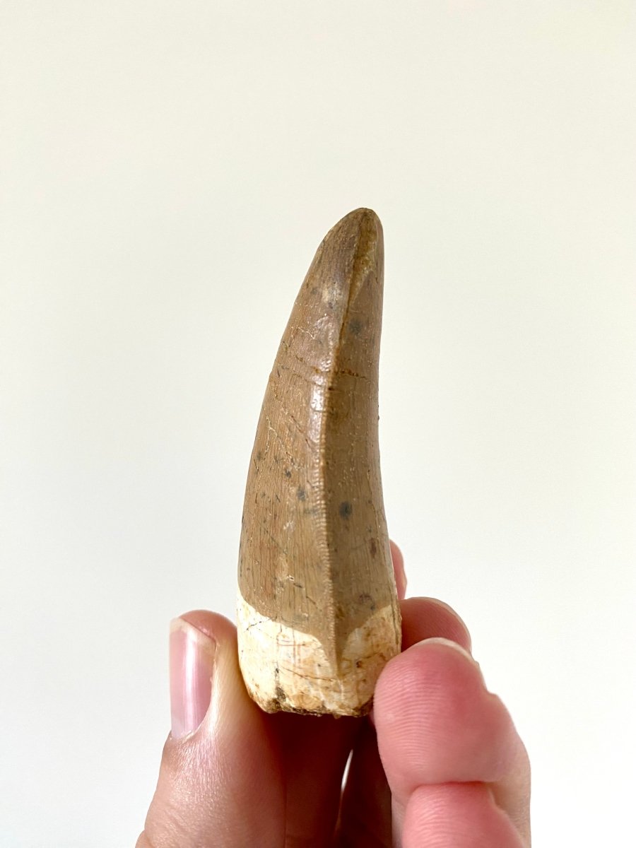 2.67" Carcharodontosaurus fossil tooth, Dinosaur tooth - FossilsAndMore