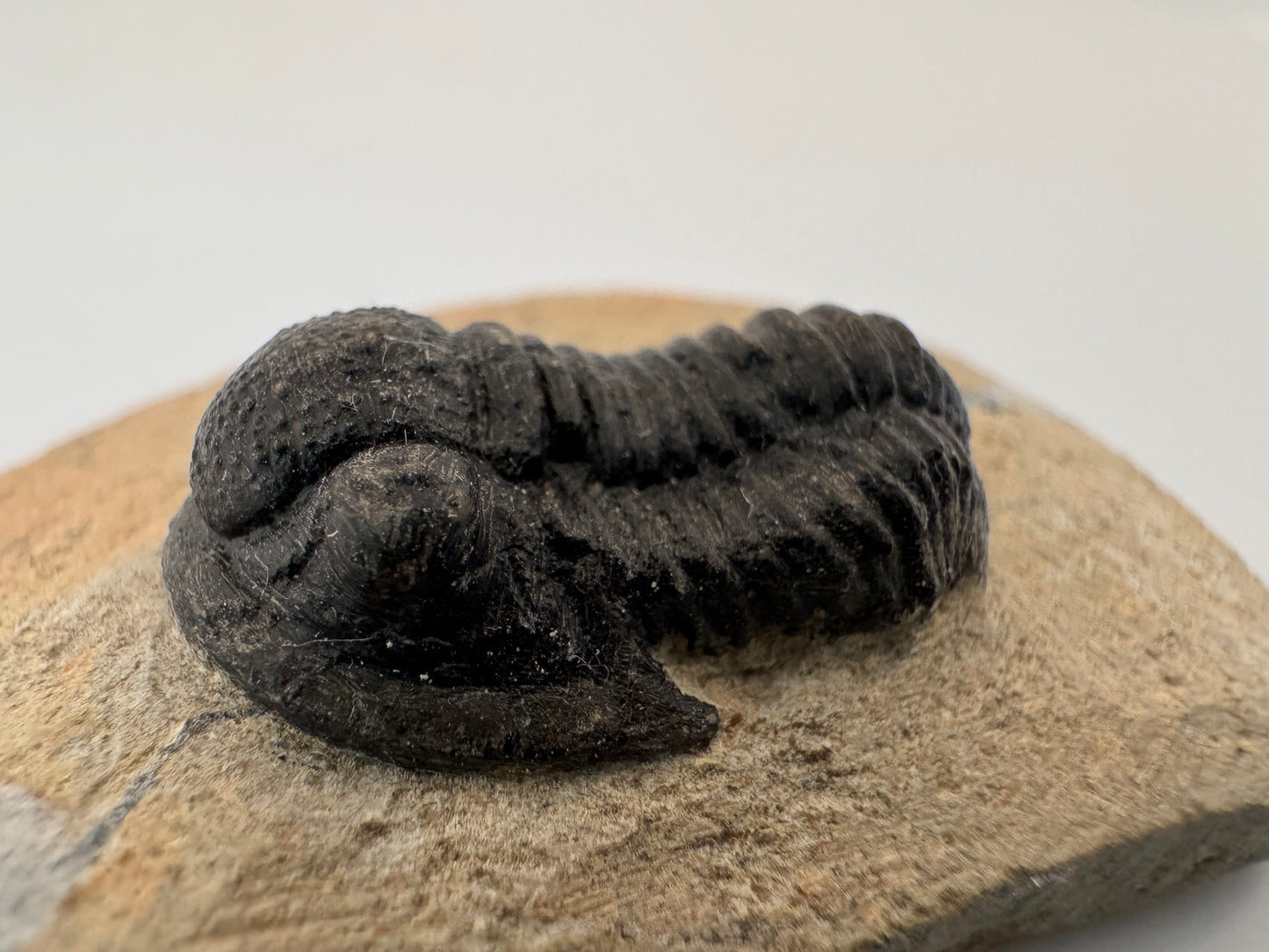 Gerastos granulosus Devonian Trilobite Fossil from, Morocco (A011)