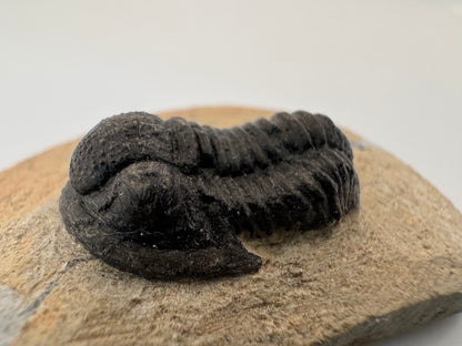 Gerastos granulosus Devonian Trilobite Fossil from, Morocco (A011)